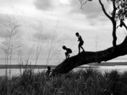 What Did Climbing Trees Do for YOU? kids in tree creative commons