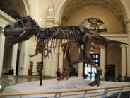 Field Trip Fears field museum dinosaur by Jtesla16 at wts wikivoyage
