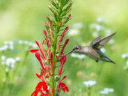 How to Get Kids into Gardening: Think Birds, Butterflies and Food hummingbird
