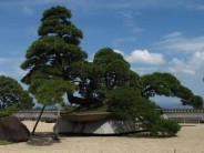Bonsai Parenting Keep kids pruned, helpless and adorable!