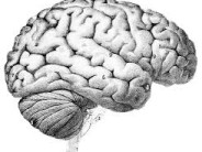 Is 25 the New 18? Harnessing science to prove no one's ever old enough for independence.