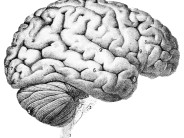 We Cannot “Mold” Kids into Exactly Who We Want Them To Be Hi brain! I'm your mommy! Can I please program you exactly the way I'd like?