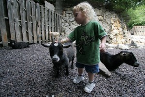 Stay away from my kid! (Says the goat.) 