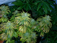 Principal Writes: Your Children Must be Supervised at All Times Okay, selling THESE at the school plant sale would be a little much.