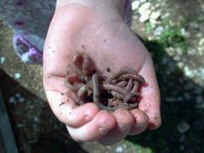 A Wrigglin’ Crime: Boys, 8 and 10, Fined $250/day for Selling Earthworms. No Room for De Bait, Says Mayor Like Oxycontin, except wriggling.
