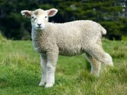Yes, a 3-Year-Old Can Deliver a Baby Thank ewe, kid!