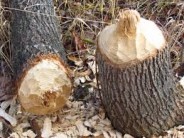 One Piece of Wood — And A Mom Who Did NOT Say, “Try it This Way, Honey!” A Leave it to Beaver-era moment in the woods.