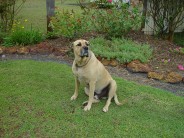 At least someone still gets to enjoy the backyard. For now. 