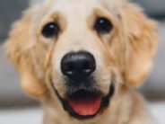 Dad Looking for Lost Dog Mistaken for Predator, Banned from Son’s Pre-K Graduation Really! The guy was looking for someone like me, not a victim!
