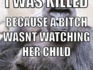 The Gorilla, The Boy, The Mom and the Shamers Turning an unpredictable tragedy into a mom-shaming meme.