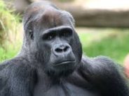 UPDATE: PARENTS OF GORILLA BOY WILL NOT BE PROSECUTED. Last Zoo Thought: Why Do We Assume There’s ALWAYS Someone to Blame in a Tragedy? Hard cases make bad internet shaming.