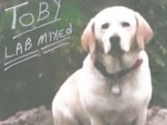 What Happens if a Man in a Van Really IS Looking for His Lost Dog? Toby, the "dog" that was "missing."