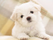 Would Your Kid Go Off with a Stranger and His Puppy? Hi. I'm so cute, I'll haunt your nightmares.
