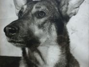 Non-Coddled Puppies Grow Up to be Best Guide Dogs Chief, the guide dog for my husband's father, photographed, bizarrely enough, by Arnold H Crane, an artist whose photos are at