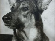 Chief, the guide dog for my husband's father, photographed, bizarrely enough, by Arnold H Crane, an artist whose photos are at 