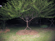 A Predator Behind Every Tree Okay, I'll admit it. I AM a spooky tree.