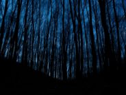 unsplash dark woods by at mourner vladimir agafonkin