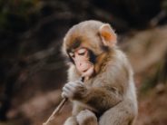 unsplash baby monkey benjamin-wong-_T633k1Ly7A-unsplash